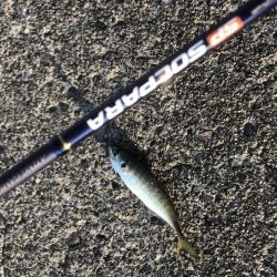 青物はいったいどこへ?